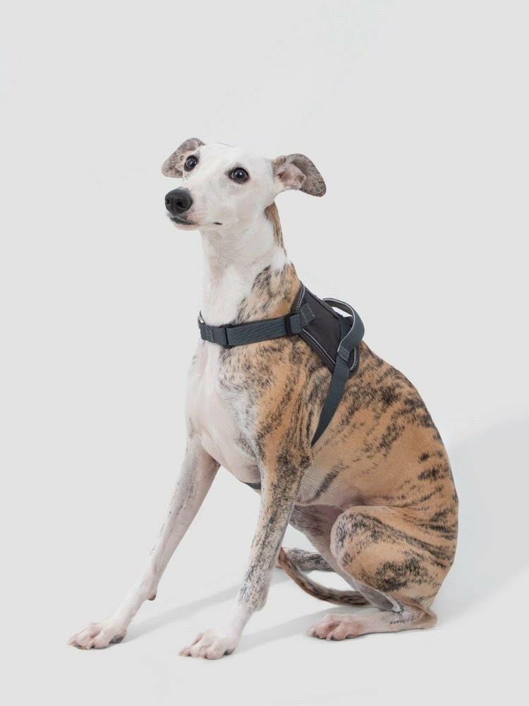 Valley Series Eco - Friendly Dog Chest Harness - Paw Charge